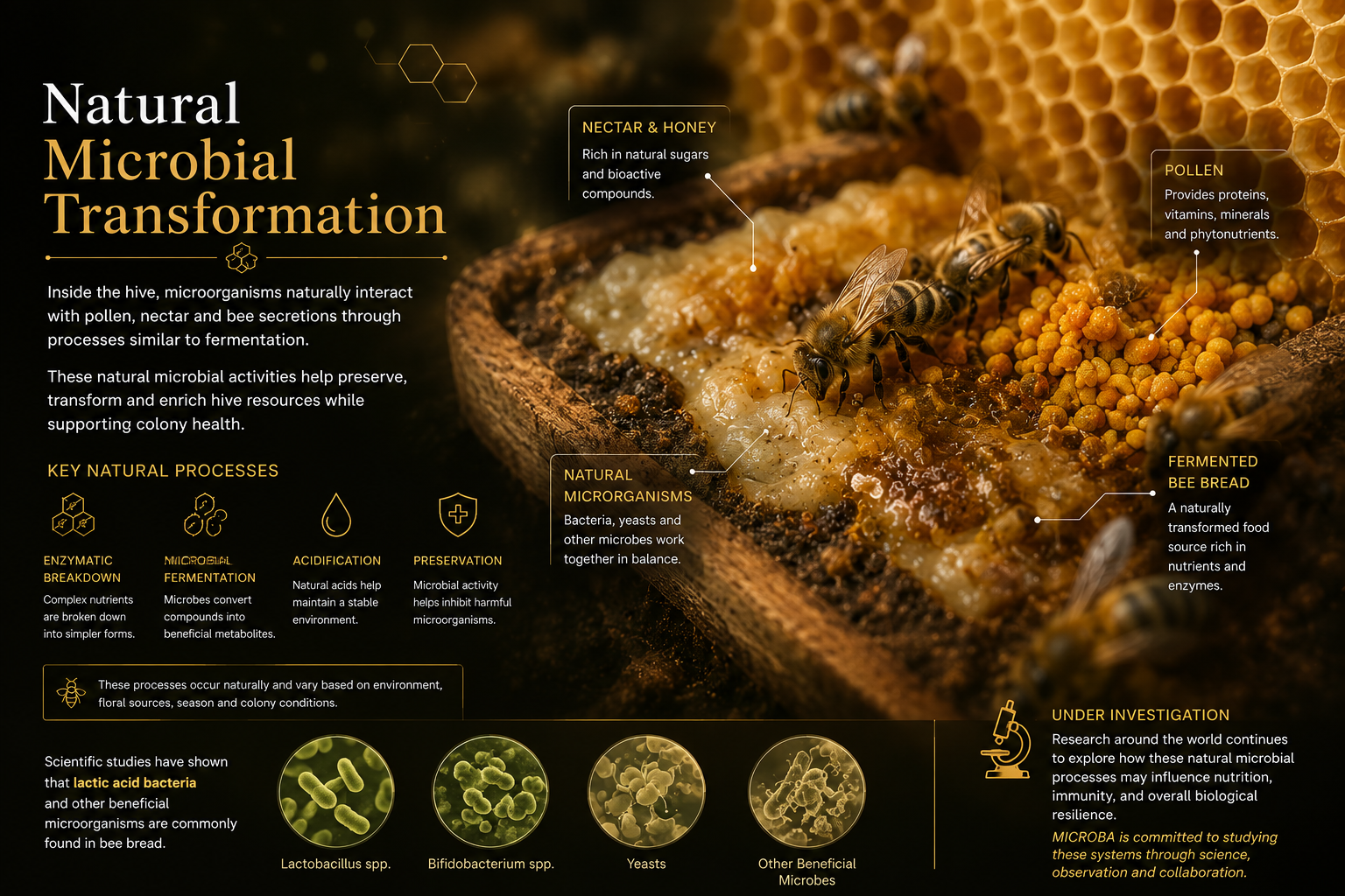 Natural microbial transformation associated with bees and the hive