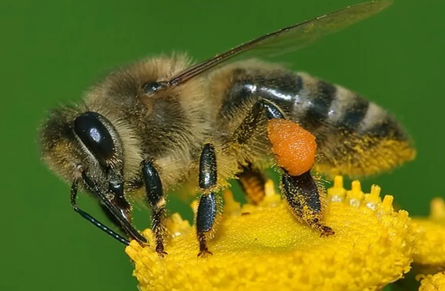 Bee Honey: The Reality Series — Episode 6