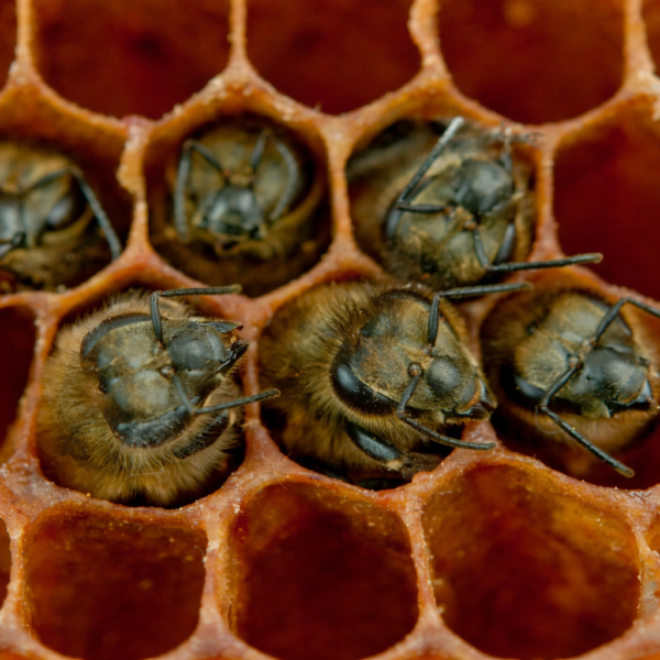 Bee Honey: The Reality Series — Episode 2