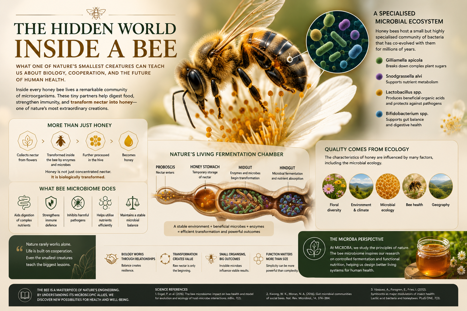 The Hidden World Inside a Bee